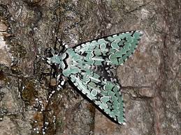 Attēlu rezultāti vaicājumam “Griposia aprilina”