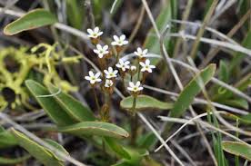 Attēlu rezultāti vaicājumam “Androsace septentrionalis”