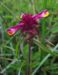 Attēlu rezultāti vaicājumam “Melampyrum cristatum”
