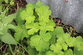 Attēlu rezultāti vaicājumam “Aquilegia vulgaris leaf”