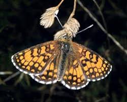 Attēlu rezultāti vaicājumam “Mellicta athalia larva”