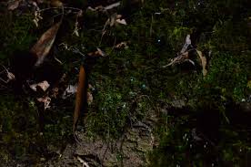 Attēlu rezultāti vaicājumam “Oligonema favogineum young”