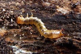 Attēlu rezultāti vaicājumam “Pyrochroidae larva”