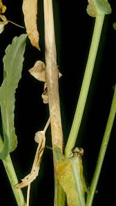 Attēlu rezultāti vaicājumam “Trichia botrytis var. cerifera stalked”