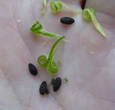 Attēlu rezultāti vaicājumam “Impatiens parviflora fruit”