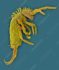 Attēlu rezultāti vaicājumam “Collembola”