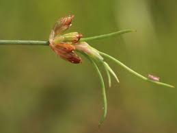 Attēlu rezultāti vaicājumam “Juncus bulbosus fruit”