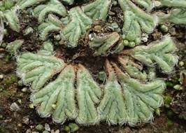 Attēlu rezultāti vaicājumam “Trichia erecta”