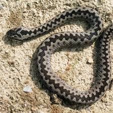 Image result for Ringelnatter