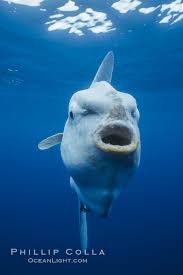 Image result for Mola mola