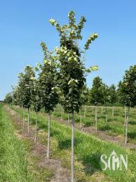 Attēlu rezultāti vaicājumam “Tilia tomentosa”