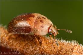 Attēlu rezultāti vaicājumam “Cychramus variegatus”