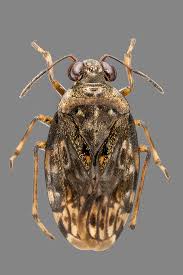 Attēlu rezultāti vaicājumam “Saldula saltatoria”