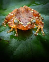 Attēlu rezultāti vaicājumam “Philonotis marchica macro”