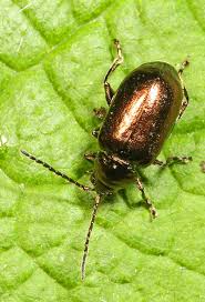 Attēlu rezultāti vaicājumam “Altica sp.”