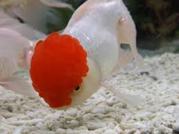 Image result for 金魚