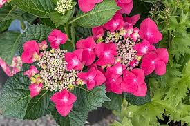 Attēlu rezultāti vaicājumam “Hydrangea arborescens subsp. discolor”