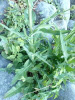 Attēlu rezultāti vaicājumam “Sonchus arvensis subsp. uliginosus leaf”