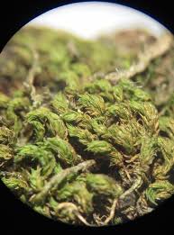 Attēlu rezultāti vaicājumam “Zygodon rupestris”