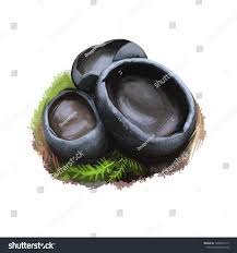 Attēlu rezultāti vaicājumam “Pseudoplectania nigrella”