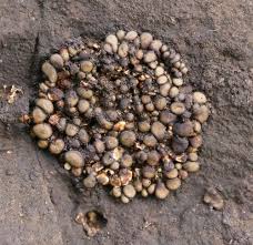 Attēlu rezultāti vaicājumam “Chaenotheca chlorella”