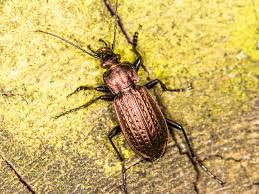 Attēlu rezultāti vaicājumam “Carabus granulatus”