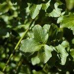 Attēlu rezultāti vaicājumam “Cardamine amara leaf”