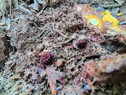 Attēlu rezultāti vaicājumam “Reticularia jurana”