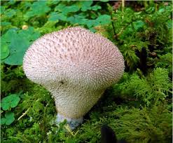Attēlu rezultāti vaicājumam “Lycoperdon perlatum”