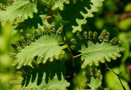 Attēlu rezultāti vaicājumam “Lignydium muscorum young”