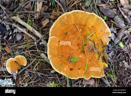 Attēlu rezultāti vaicājumam “Hydnellum aurantiacum”