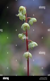 Attēlu rezultāti vaicājumam “Pyrola chlorantha flower”