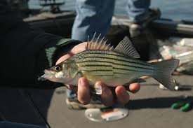 Image result for Morone americana