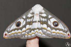 Attēlu rezultāti vaicājumam “Capsus ater imago”