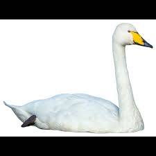 Image result for Cygnus cygnus