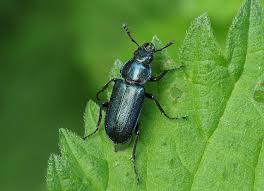 Attēlu rezultāti vaicājumam “Platycerus caraboides”