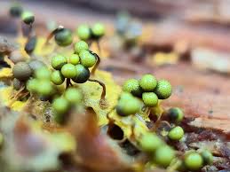 Attēlu rezultāti vaicājumam “Cribraria aurantiaca young”