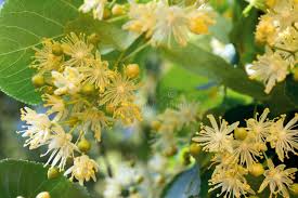 Attēlu rezultāti vaicājumam “Tilia cordata flower”