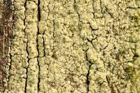 Attēlu rezultāti vaicājumam “Trapeliopsis flexuosa”