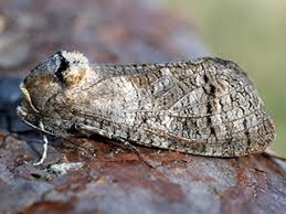 Attēlu rezultāti vaicājumam “Cossus cossus imago”