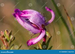 Attēlu rezultāti vaicājumam “Empetrum nigrum flower”