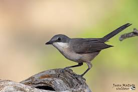 Image result for Sylvia hortensis