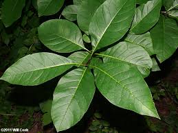 Attēlu rezultāti vaicājumam “Chionanthus virginicus leaf”