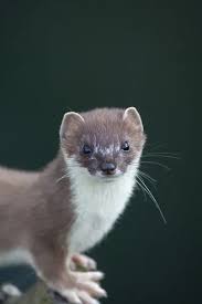 Attēlu rezultāti vaicājumam “Mustela erminea adult”