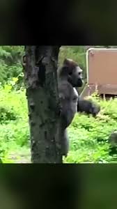 Image result for Hundhill Hall Cc