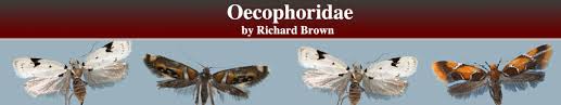 Attēlu rezultāti vaicājumam “Oecophoridae”