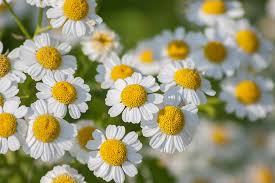 Image result for Tanacetum parthenium 'Tetraweiss'