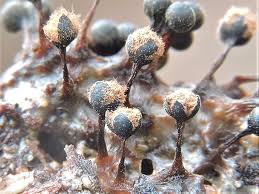 Attēlu rezultāti vaicājumam “Metatrichia floriformis”