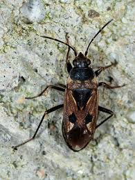 Image result for Rhyparochromus