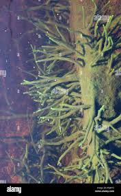 Attēlu rezultāti vaicājumam “Spongilla lacustris”